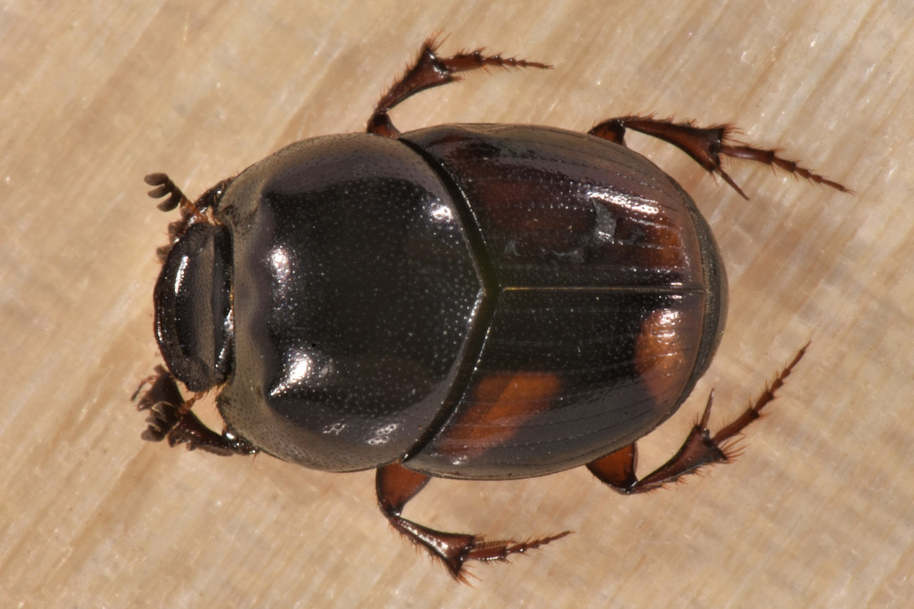 Scarabaeidae: Caccobius schreberi?  S !